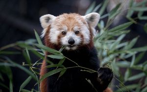 Preview wallpaper red panda, wildlife, leaves, animal