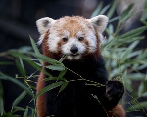 Preview wallpaper red panda, wildlife, leaves, animal