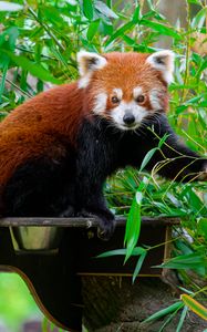 Preview wallpaper red panda, wildlife, tree, leaves