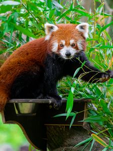 Preview wallpaper red panda, wildlife, tree, leaves