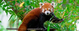 Preview wallpaper red panda, wildlife, tree, leaves