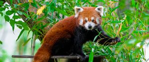 Preview wallpaper red panda, wildlife, tree, leaves