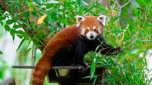 Preview wallpaper red panda, wildlife, tree, leaves
