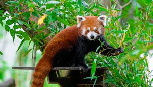 Preview wallpaper red panda, wildlife, tree, leaves