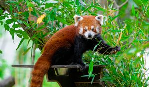 Preview wallpaper red panda, wildlife, tree, leaves