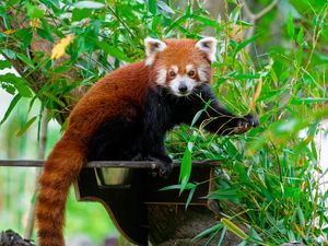 Preview wallpaper red panda, wildlife, tree, leaves