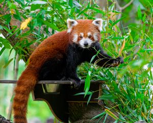 Preview wallpaper red panda, wildlife, tree, leaves