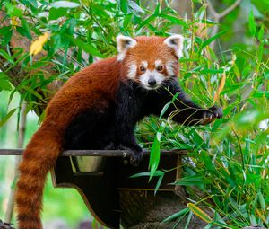 Preview wallpaper red panda, wildlife, tree, leaves