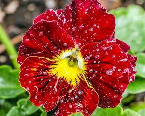 Preview wallpaper red, petals, water, drops, dew, macro, pansies