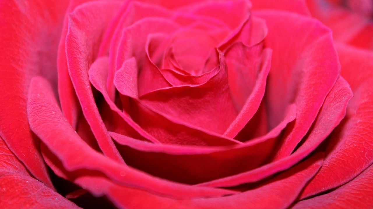 Download wallpaper 1280x720 red rose, bud, petals, close-up hd, hdv, 720p hd  background