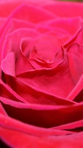 Preview wallpaper red rose, bud, petals, close-up