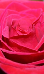 Preview wallpaper red rose, bud, petals, close-up