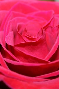 Preview wallpaper red rose, bud, petals, close-up