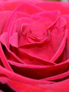 Preview wallpaper red rose, bud, petals, close-up