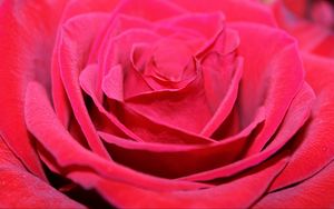 Preview wallpaper red rose, bud, petals, close-up
