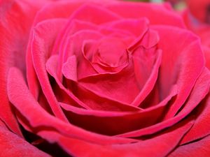 Preview wallpaper red rose, bud, petals, close-up