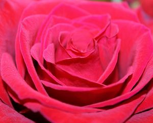 Preview wallpaper red rose, bud, petals, close-up