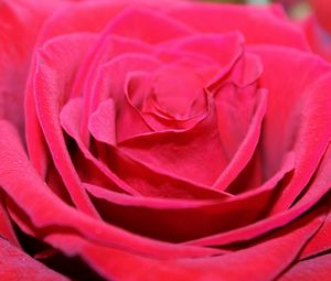 Preview wallpaper red rose, bud, petals, close-up