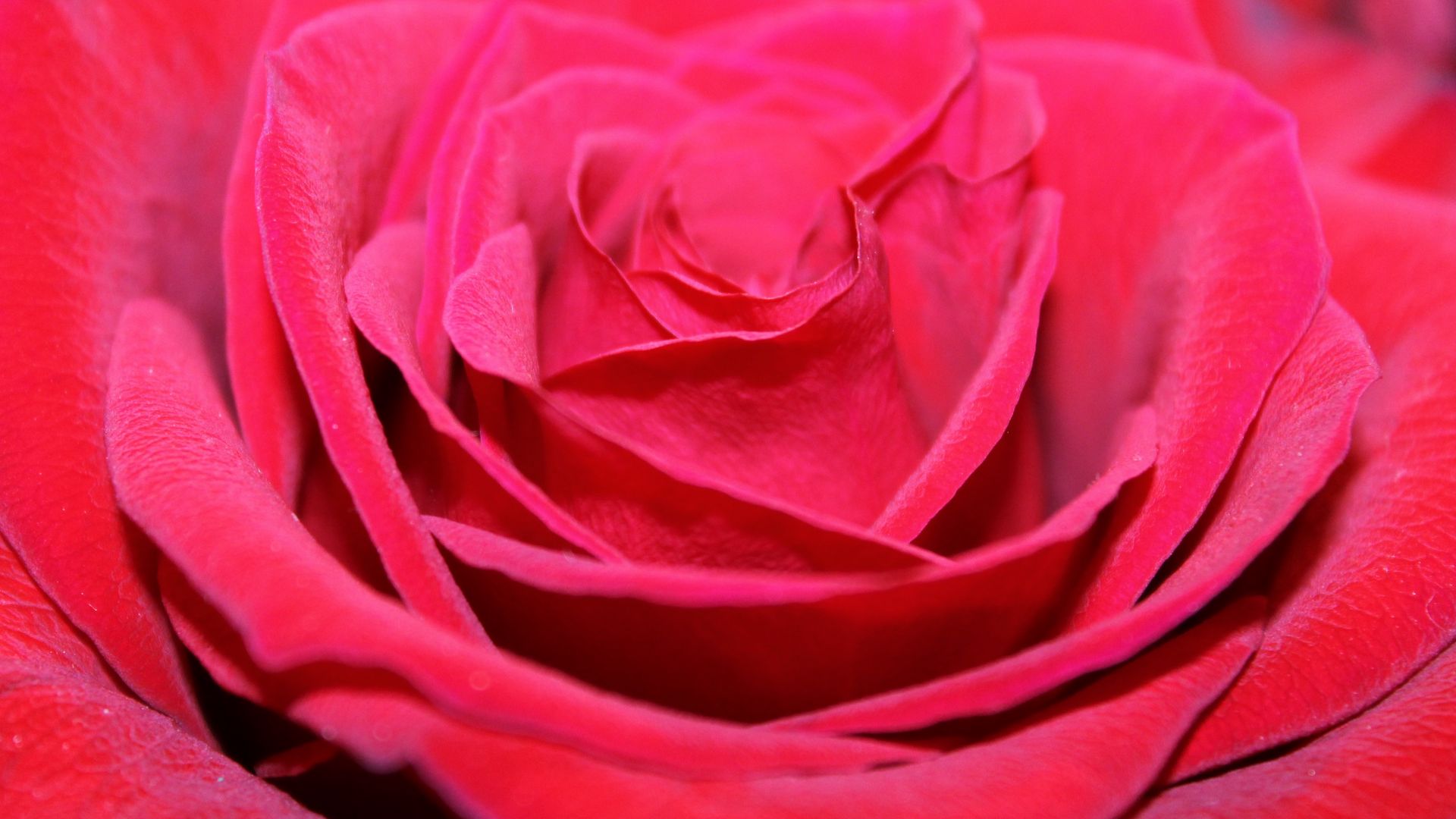 Download wallpaper 1920x1080 red rose, bud, petals, closeup full hd