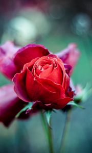 Preview wallpaper red rose, bud, stem, blur