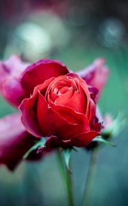 Preview wallpaper red rose, bud, stem, blur