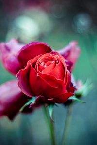 Preview wallpaper red rose, bud, stem, blur