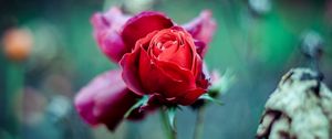 Preview wallpaper red rose, bud, stem, blur