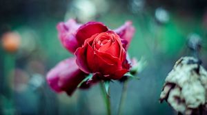 Preview wallpaper red rose, bud, stem, blur