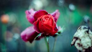 Preview wallpaper red rose, bud, stem, blur