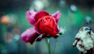 Preview wallpaper red rose, bud, stem, blur