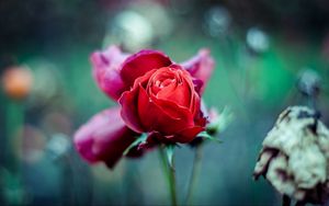 Preview wallpaper red rose, bud, stem, blur