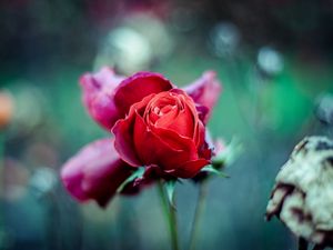 Preview wallpaper red rose, bud, stem, blur