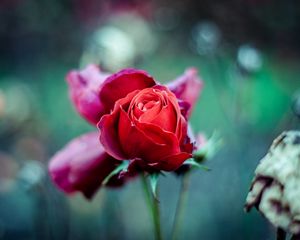 Preview wallpaper red rose, bud, stem, blur