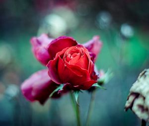 Preview wallpaper red rose, bud, stem, blur