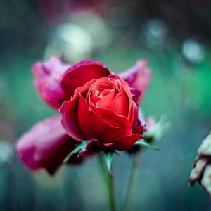 Preview wallpaper red rose, bud, stem, blur