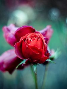 Red Rose Old Mobile Cell Phone Smartphone Wallpapers Hd Desktop Backgrounds 240x3 Downloads Images And Pictures