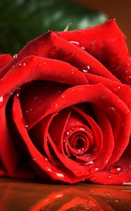 Preview wallpaper red rose, drops, rose