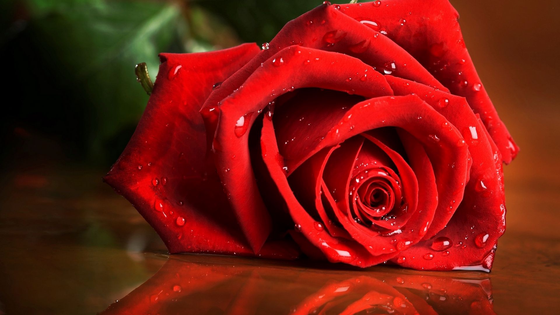 Download wallpaper 1920x1080 red rose, drops, rose full hd, hdtv, fhd, 1080p  hd background