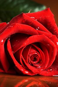 Preview wallpaper red rose, drops, rose