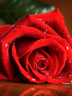 Download wallpaper 240x320 red rose, drops, rose old mobile, cell phone,  smartphone hd background