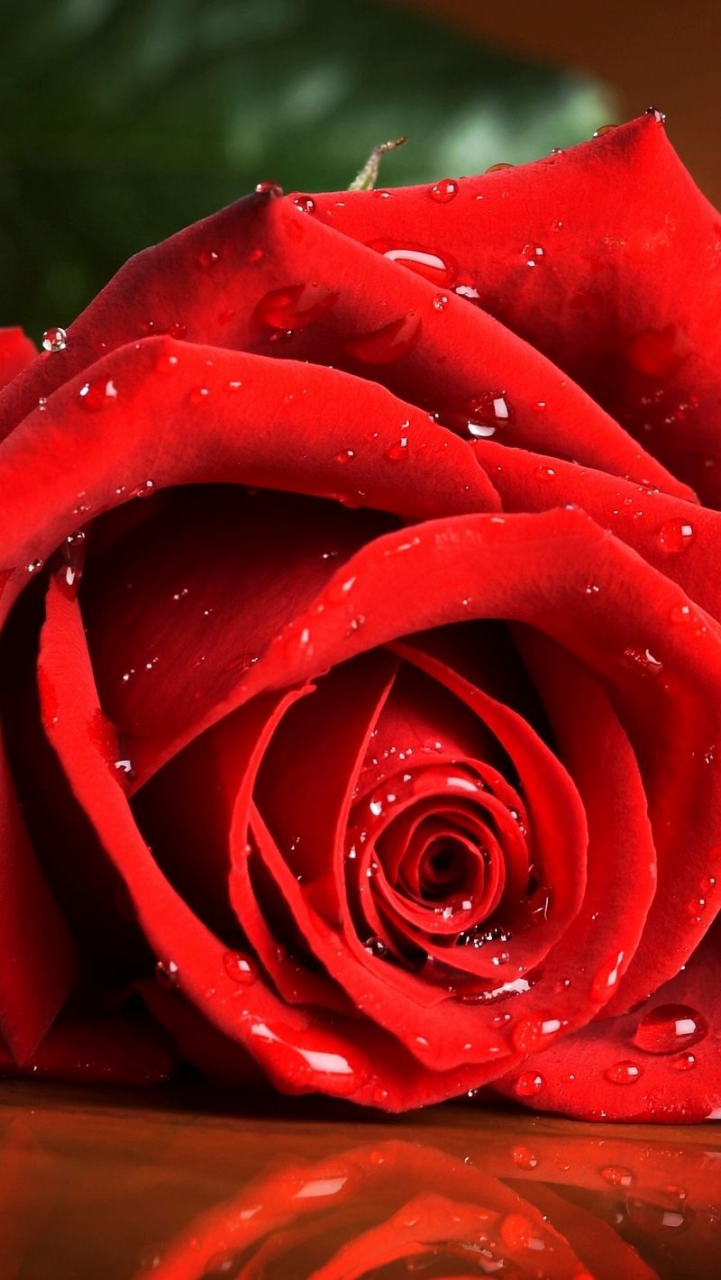Download Wallpaper 800x14 Red Rose Drops Rose Iphone Se 5s 5c 5 For Parallax Hd Background