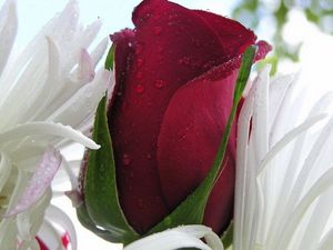 Preview wallpaper red rose, flower, drops, petals, bright color