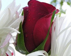 Preview wallpaper red rose, flower, drops, petals, bright color