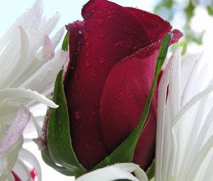 Preview wallpaper red rose, flower, drops, petals, bright color