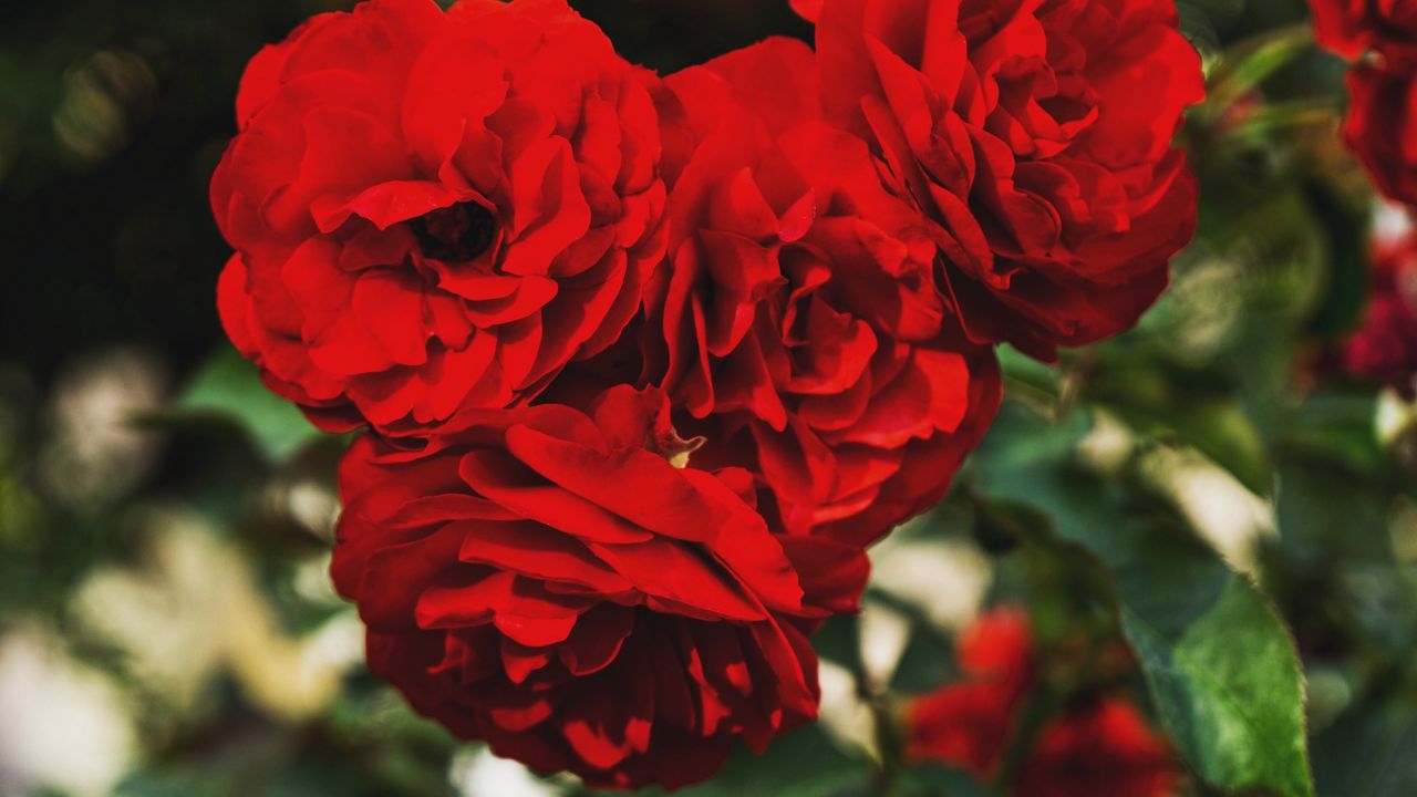 Wallpaper red roses, buds, branches, petals