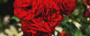 Preview wallpaper red roses, buds, branches, petals