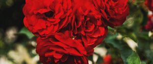 Preview wallpaper red roses, buds, branches, petals