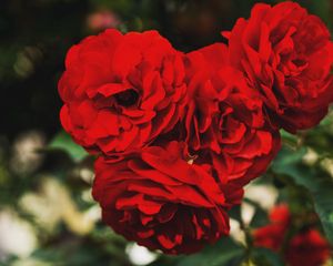 Preview wallpaper red roses, buds, branches, petals