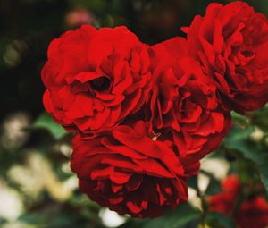 Preview wallpaper red roses, buds, branches, petals