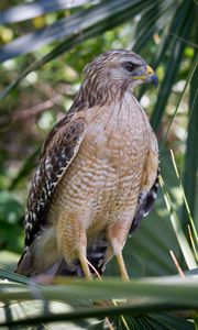 Preview wallpaper red shouldered hawk, hawk, bird, wildlife
